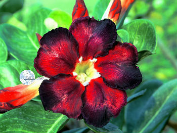 (image for) Adenium Obesum 'Black Fire' x 5 Seeds - Click Image to Close